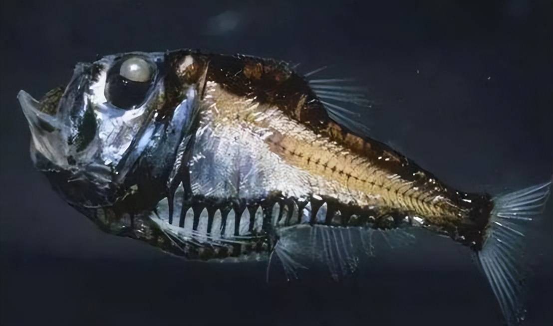 野生黑鯛魚多少錢一斤？野生黑鯛魚多少一斤?