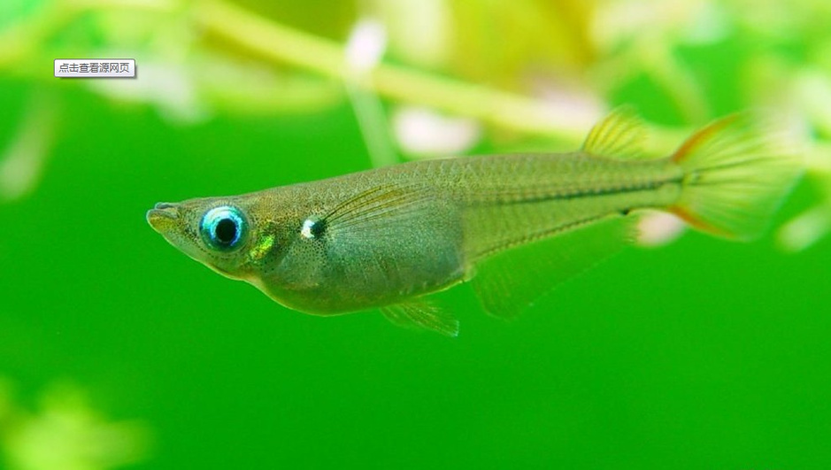 黑鯛魚多少錢一斤_黑鯛魚魚多少錢一斤_2021年黑鯛魚多少錢一斤