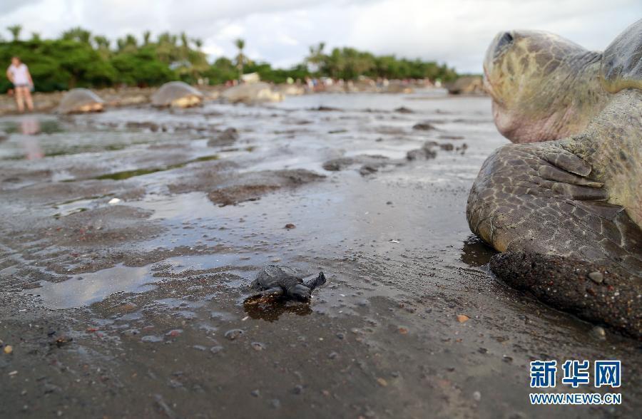 黑鯛魚魚多少錢一斤_黑鯛魚多少錢一斤_2021年黑鯛魚多少錢一斤