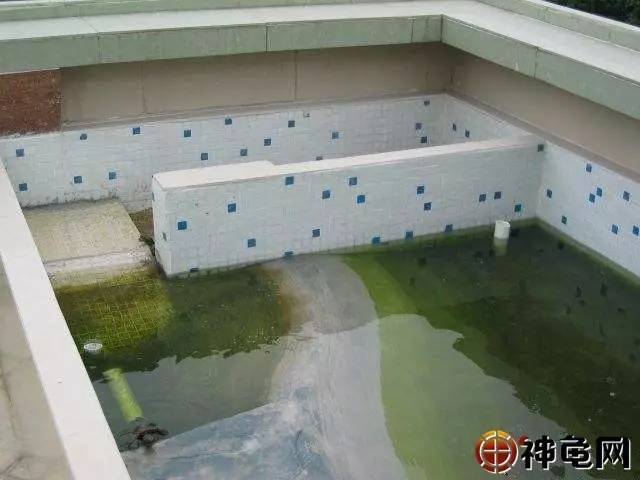 養殖甲魚有營養價值嗎_養殖甲魚的成本及利潤_甲魚養殖