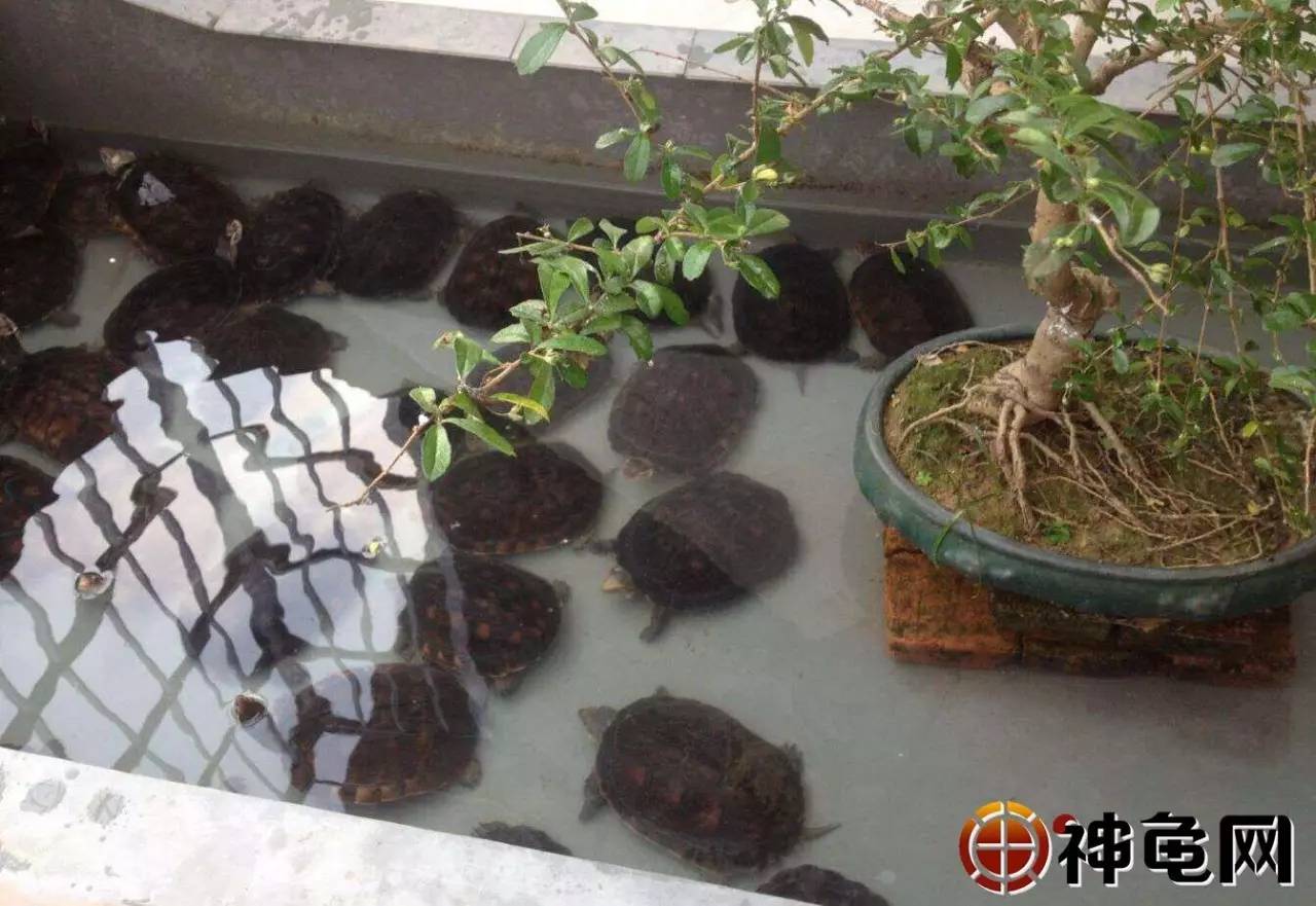 養殖甲魚有營養價值嗎_養殖甲魚的成本及利潤_甲魚養殖