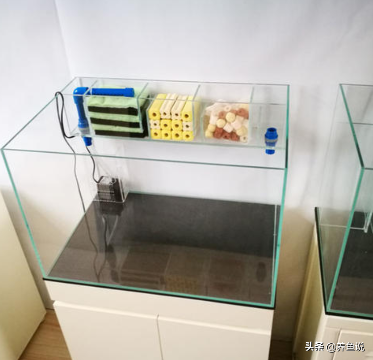 養寵物魚的好處和壞處_養寵物魚_養寵物魚賺錢嗎
