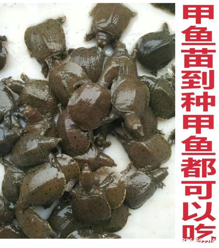 養殖甲魚喂什么食物_甲魚養殖_養殖甲魚需要什么條件