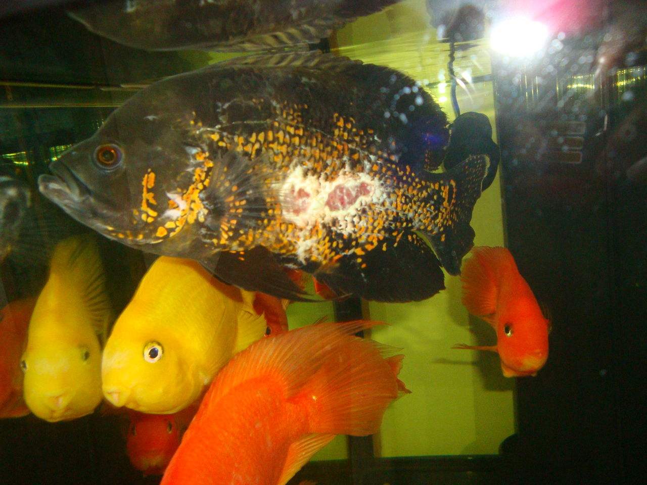 地圖魚要怎么養，如何養好你的花豬魚