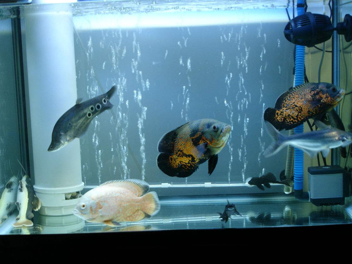 地圖魚常見病_地圖魚有病的特征_地圖魚疾病圖片說明