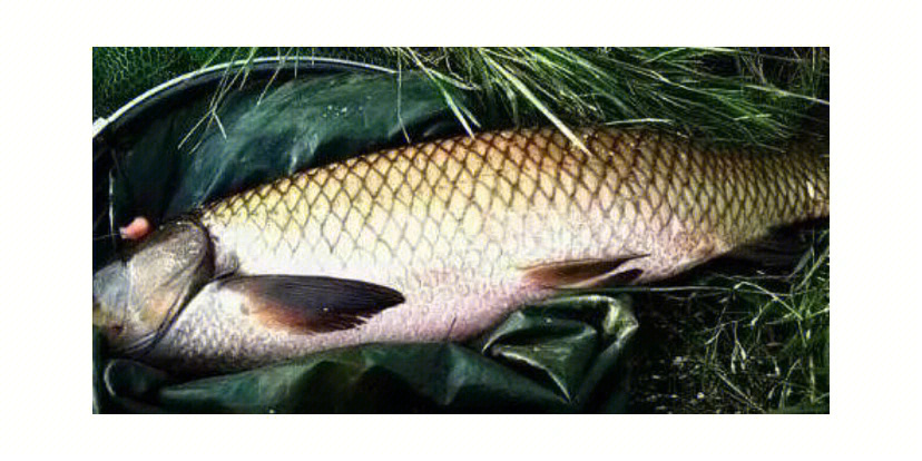 草魚釣法_草魚釣法及調漂方式_草魚釣法技巧野釣水庫