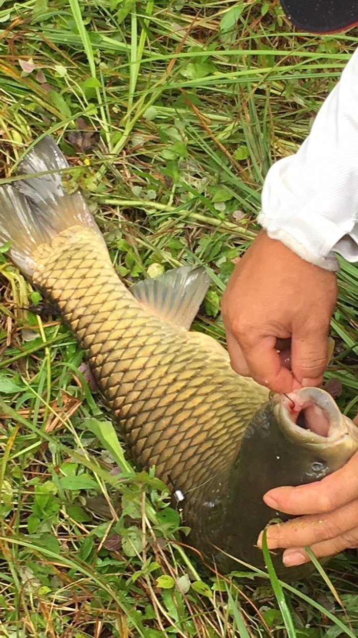 草魚釣法_草魚釣法技巧野釣_草魚釣法及調漂方式