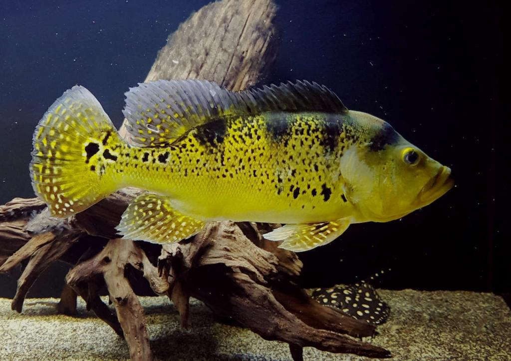 觀賞魚價格排名_觀賞魚價格多少錢一條_觀賞魚價格