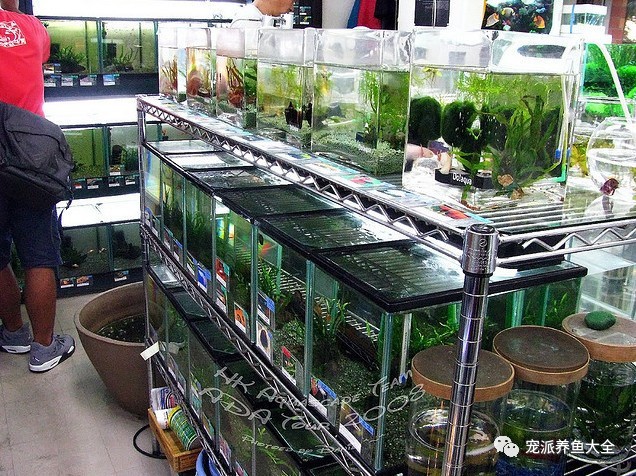 我國大陸有三大觀賞魚批發市場，已有30年歷史