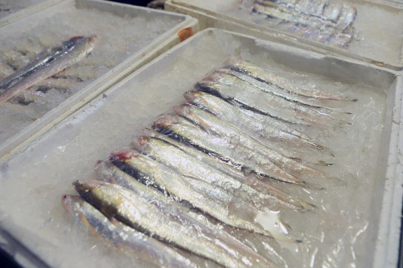 長江刀魚價格_長江刀魚價格_長江刀魚價格