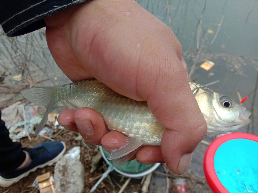 （釣魚技巧）盛夏時節，如何搶渾水的釣1~1.5米