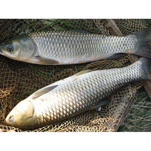 草魚價格一斤多少錢_草魚零售價格_現在草魚價格多少錢一斤