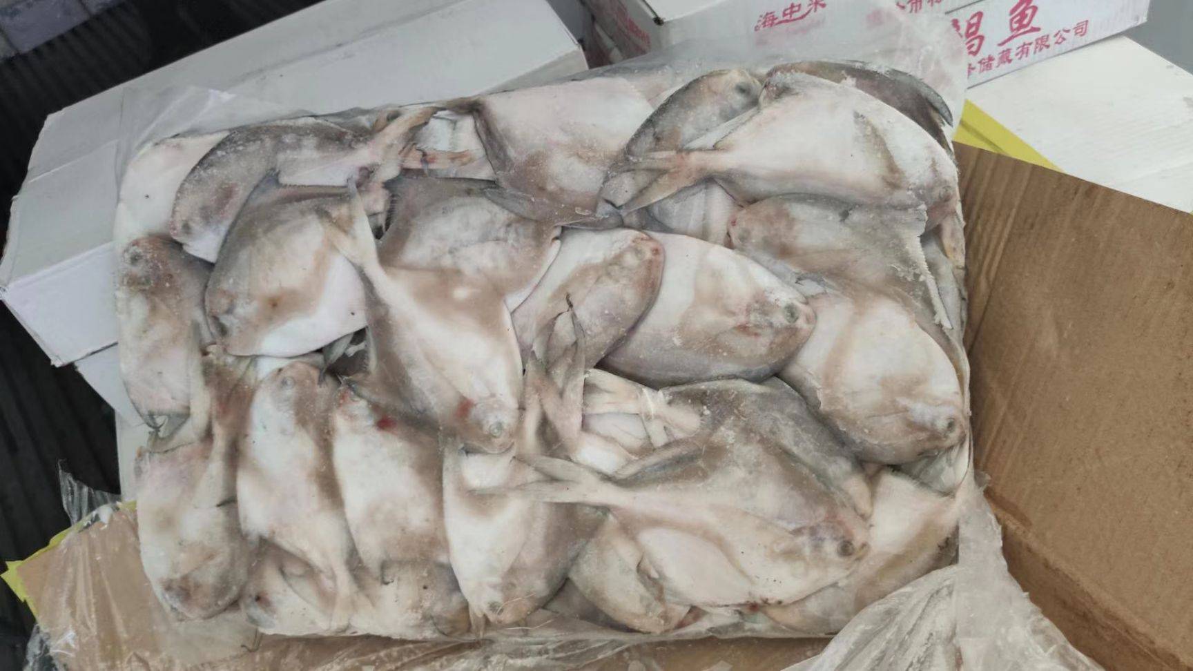 鯧魚怎么做好吃_做鯧魚的方法大全集_如何做鯧魚