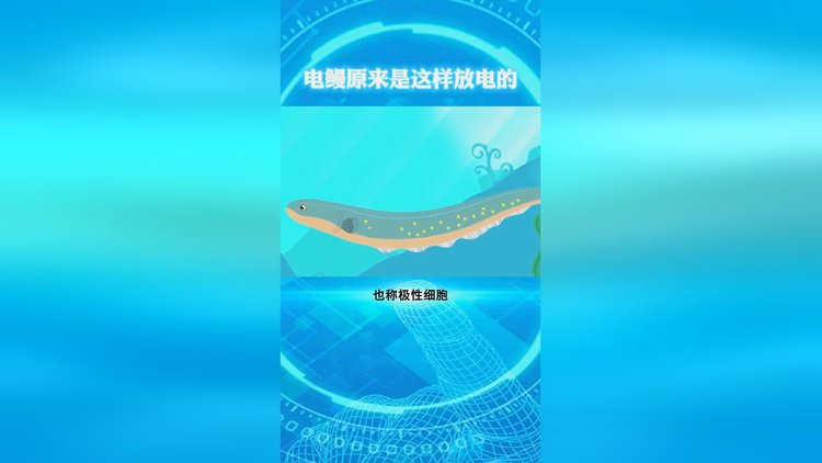 電鰻是鰻魚嗎？是怎么放電的？