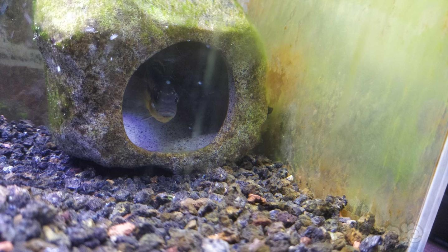紅尾皇冠魚吧_紅尾皇冠魚_紅尾皇冠魚為什么顏色變淺了