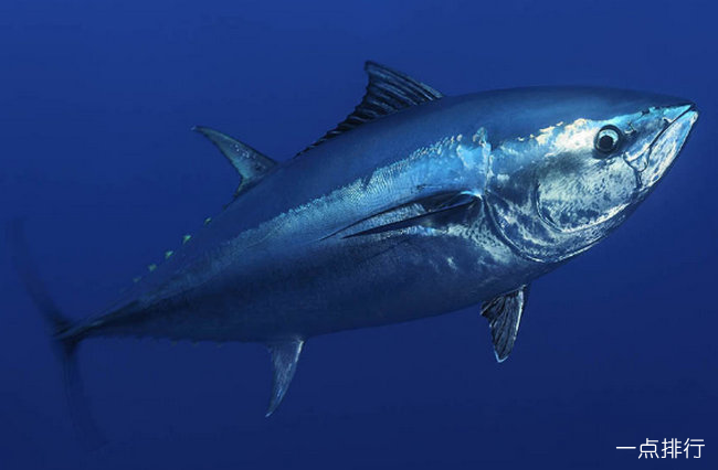 恒溫器魚缸_全身恒溫的魚_養魚的恒溫器