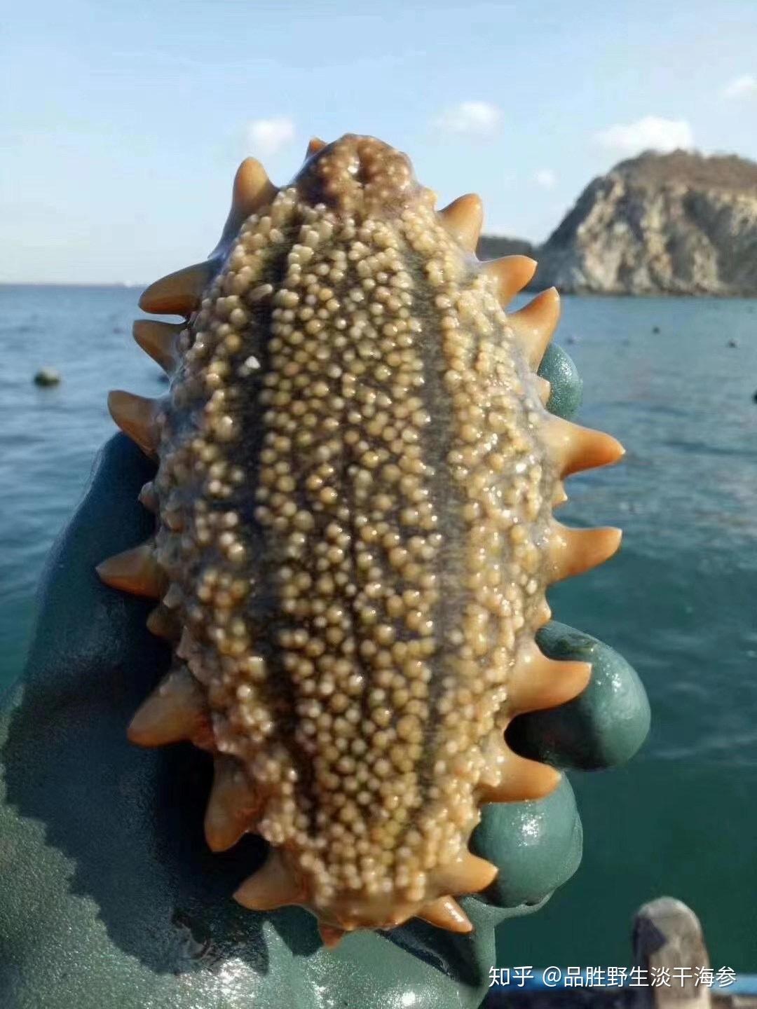 海膽有牙齒嗎_海膽的牙齒_海膽一共有多少個牙齒