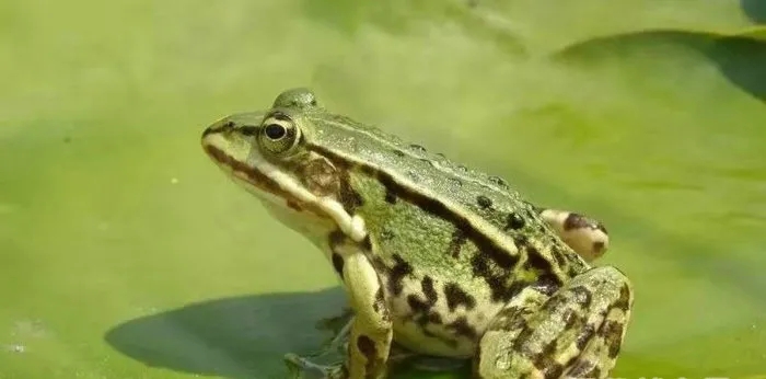 田雞是蛙類的一種蛙類動物，你吃過幾種？