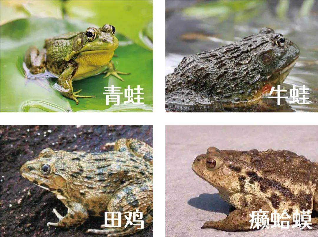 田雞是指哪一種動物_田雞是什么_田雞是牛蛙嗎