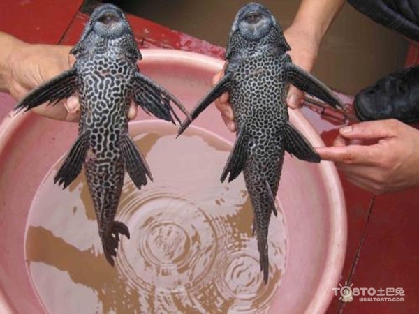清道夫魚吃什么食物?清道夫什么東西都可以吃的