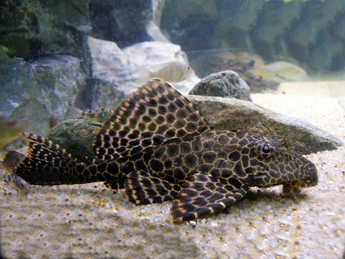 清道夫魚吃什么食物_食物魚吃清道夫會死嗎_食物魚吃清道夫好嗎