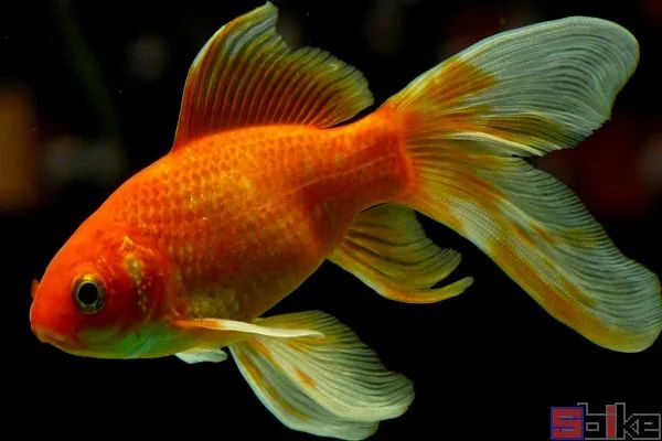 觀賞金魚的記憶只有7秒嗎？不可信的做法