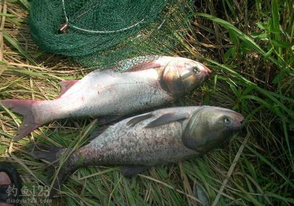 釣浮鰱鳙怎么調漂_浮釣鰱鳙_釣浮鰱鳙吃餌漂相視頻