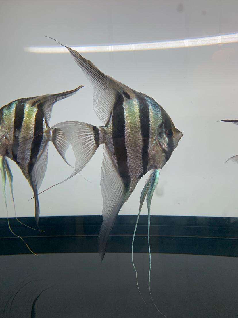 世界十大最好養觀賞魚之一的錦鯉樓蘭、紅龍