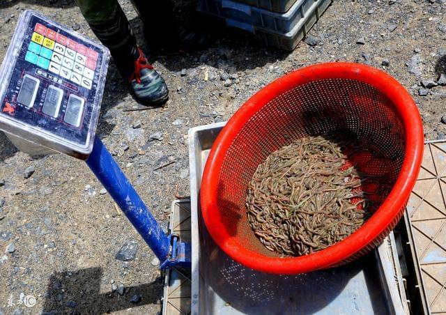 喜歡吃草的魚是什么_草魚最愛吃_愛吃草魚的動物