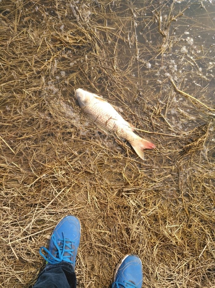 一條死魚，而且還是正口！這和他有什么關系？