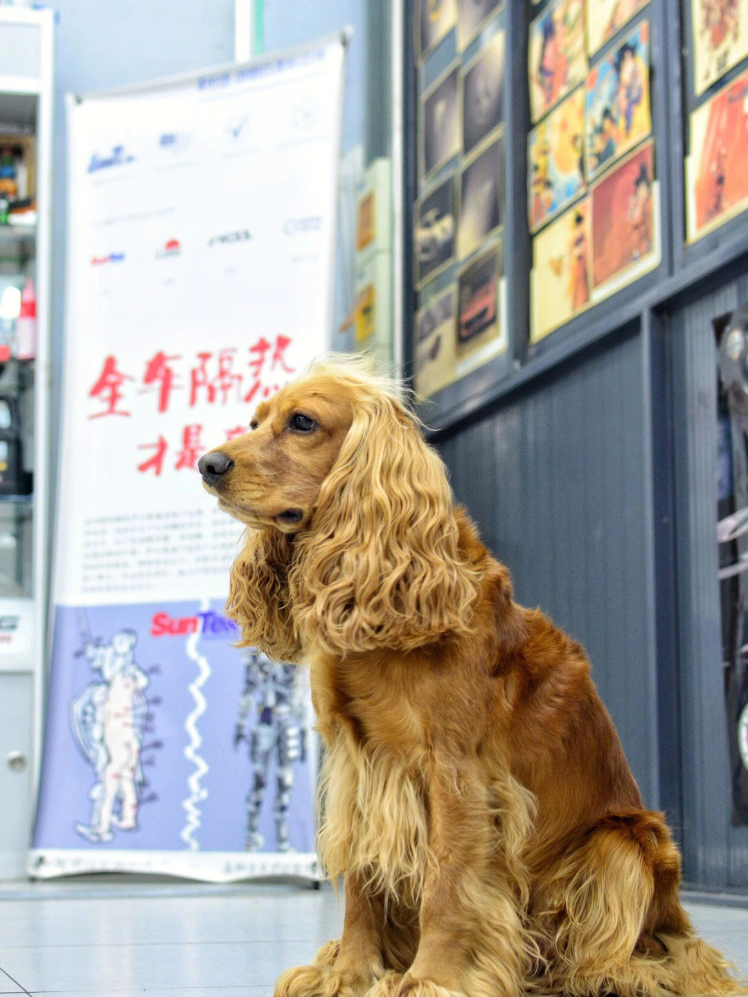 可卡好養嗎_可卡適合孩子養嗎_可卡怎么養