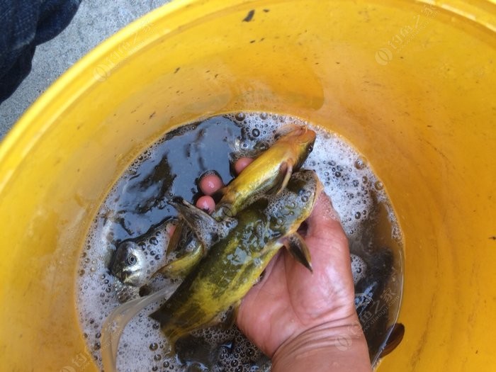 釣黃辣丁魚_釣黃辣丁的釣法_黃辣丁怎么釣