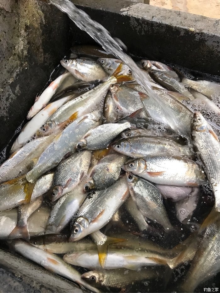初夏釣魚位置選擇_初夏釣魚_初夏釣大魚經驗