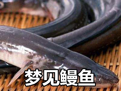 風水堂：夢見好多黃鱔是什么意思