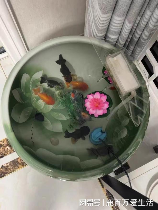 金魚的飼養方法_飼養金魚的方法_飼養金魚方法有哪些