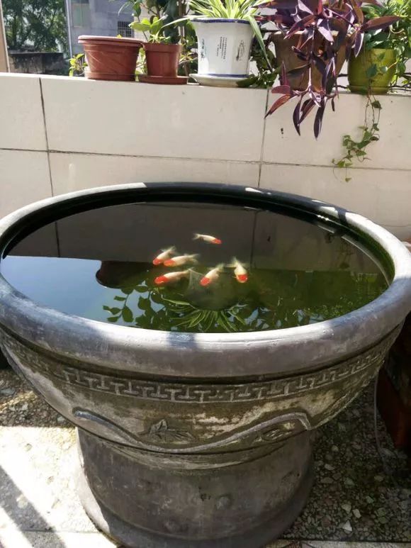 飼養金魚的方法_金魚的飼養方法_飼養金魚方法有哪些