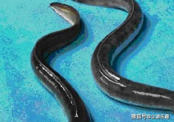 泥鰍和黃鱔的區別_泥鰍區別黃鱔和黑魚_泥鰍跟黃鱔是一個品種嗎