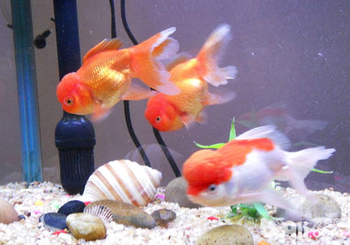 飼養金魚的方法_飼養金魚方法有哪些_金魚的飼養方法