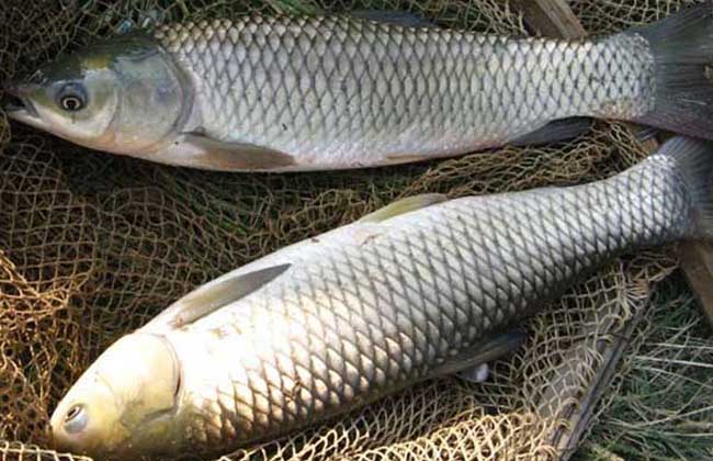養殖羅非魚飼料配方_羅非魚養殖_養殖羅非魚的注意事項
