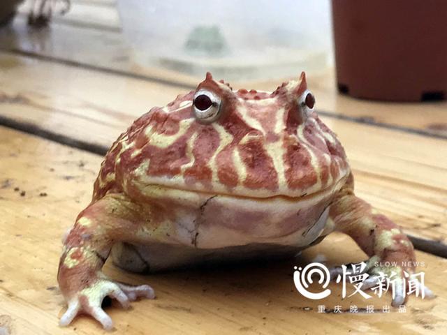霸王角蛙品相怎么看_霸王角蛙開箱視頻_霸王角蛙價格