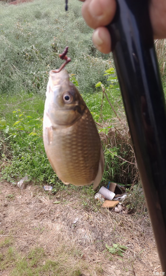 早春釣大鯽魚_釣鯽魚早春技巧和方法_早春釣鯽魚技巧