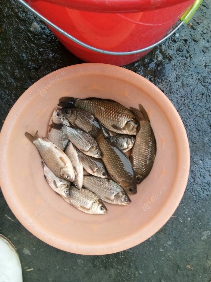 早春釣大鯽魚_早春釣鯽魚技巧_釣鯽魚早春技巧和方法
