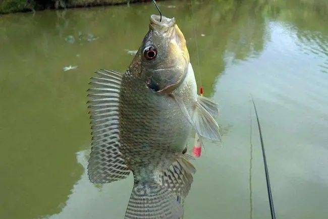 春季如何釣魚？讓小編來告訴你吧！！