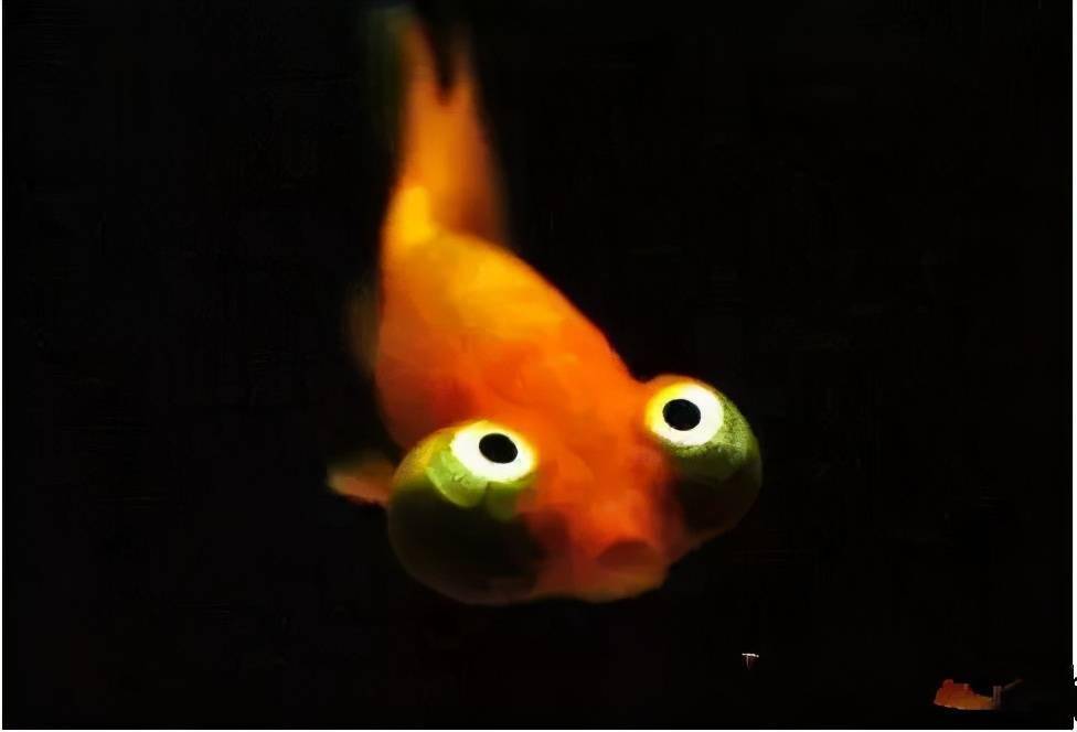 黃金猛魚_黃金猛魚怎么養_黃金猛魚兇嗎