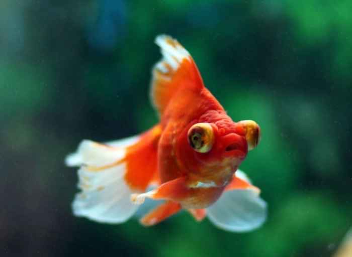 黃金猛魚怎么養_黃金猛魚兇嗎_黃金猛魚