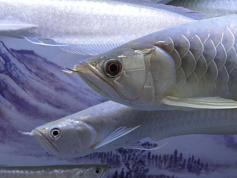 銀龍魚不吃食_吃銀龍魚會得報應嗎_銀龍魚吃魚