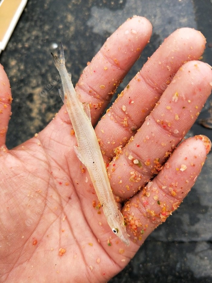 魚鰾要怎么挑選？、魚膠等營養元素，與燕窩、魚翅齊名
