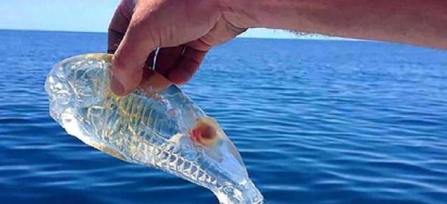 鯊魚有魚鰾嗎_鯊魚鰾怎么吃_鯊魚鰾功效