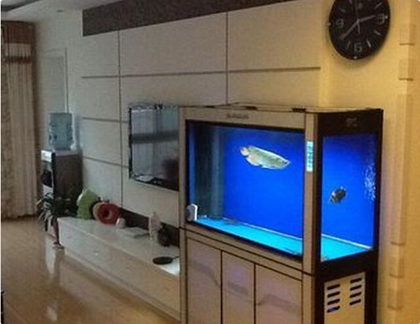 小米魚缸養魚數量_魚缸養魚數量_魚缸養魚數量風水