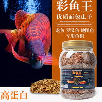 羅漢魚頭起的很小還會長大嗎_羅漢魚起頭_羅漢魚頭起泡怎么了